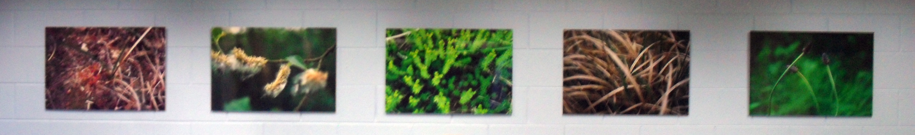 <span class="semi"><a href="/artwork/view/61">Bog Awarness ( Mixed Media 2002 )</a></span>